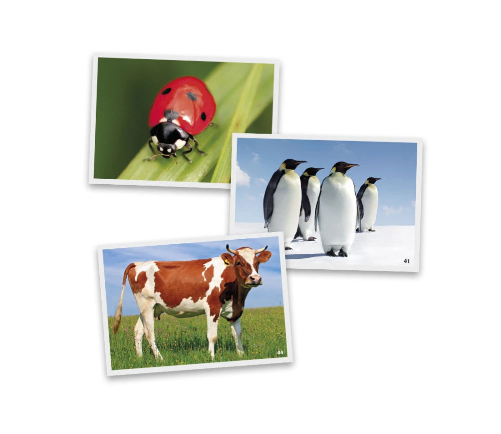 54 Fiches Photos Animaux Pour Jeux De Langage – Image 3