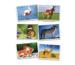 54 Fiches Photos Animaux Pour Jeux De Langage