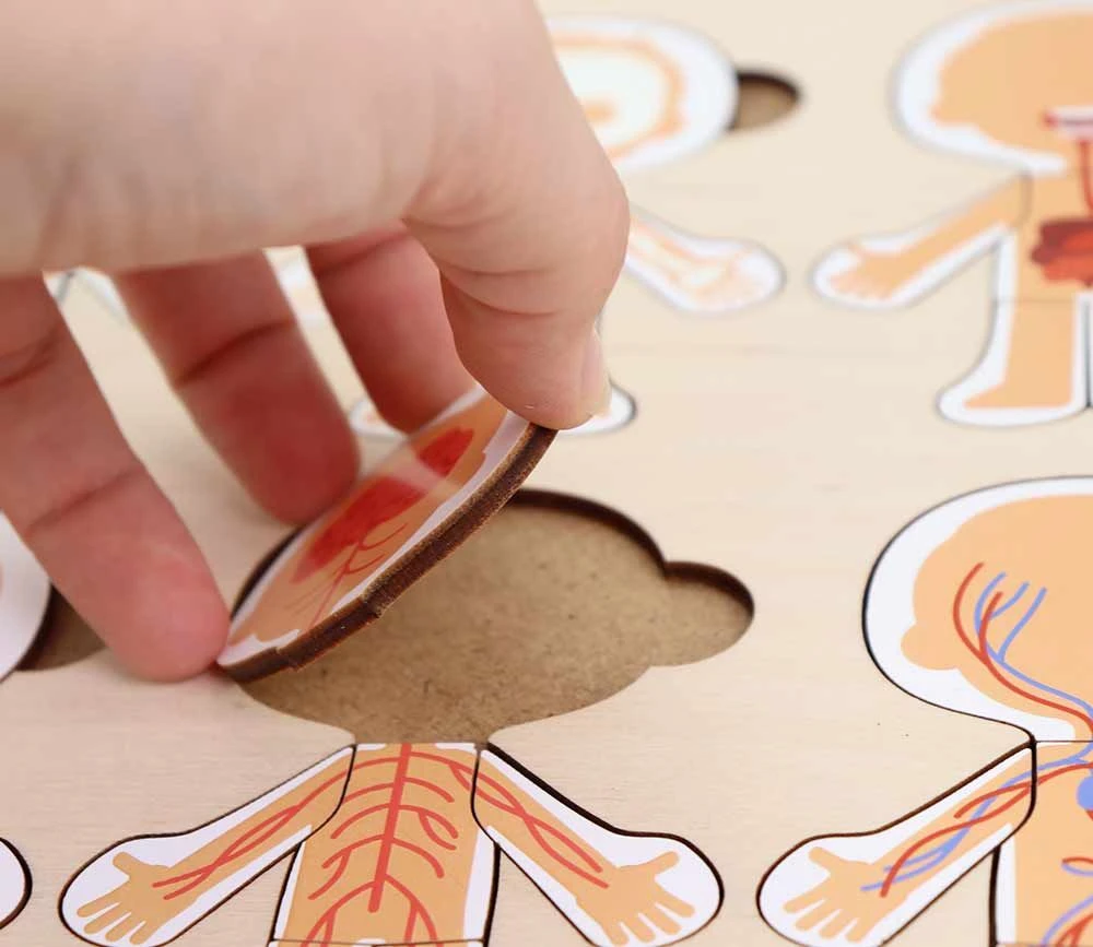 Corps Humain Découverte : 6 Mini Puzzles Bois – Image 4