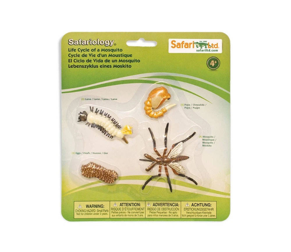 Cycle De La Vie D'un Moustique – Image 2