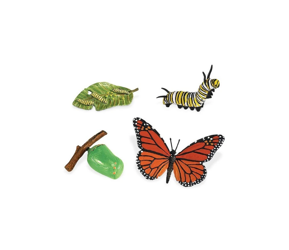 Cycle De La Vie D'un Papillon Monarque – Image 2