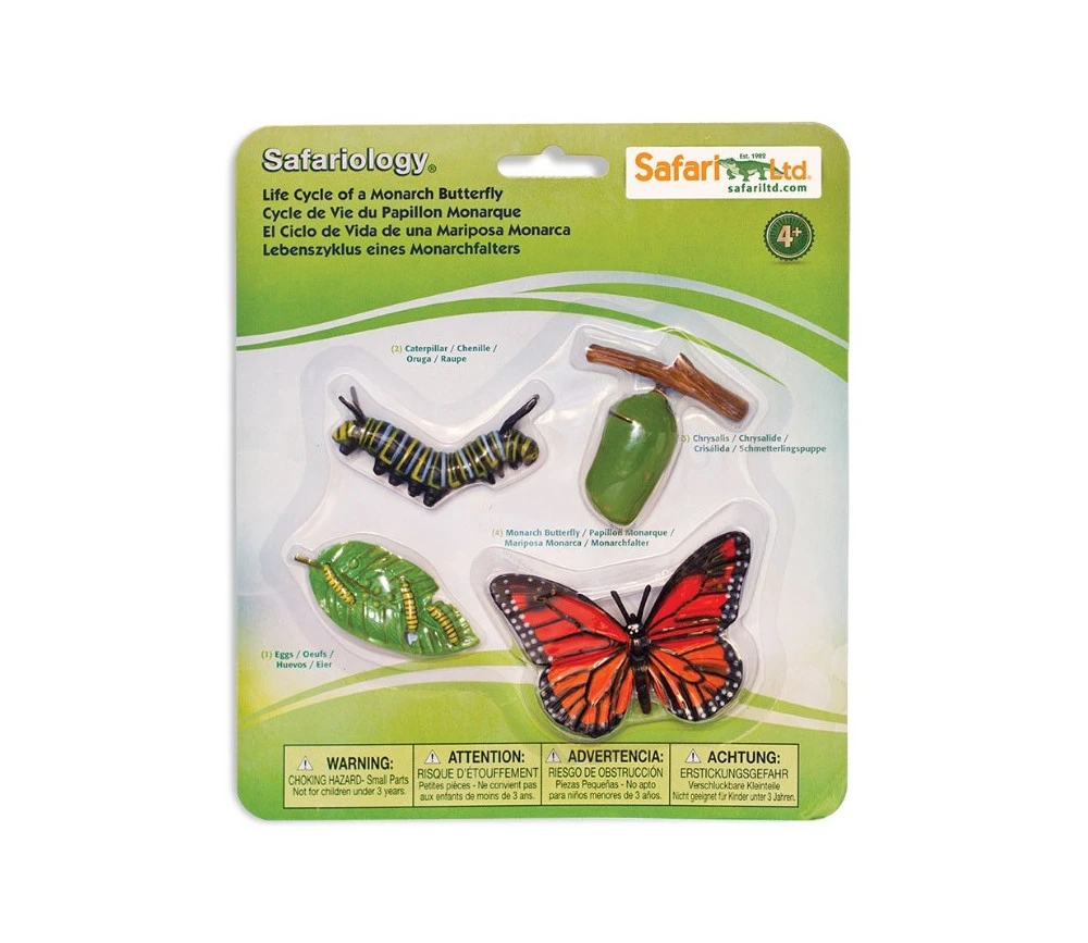 Cycle De La Vie D'un Papillon Monarque – Image 3