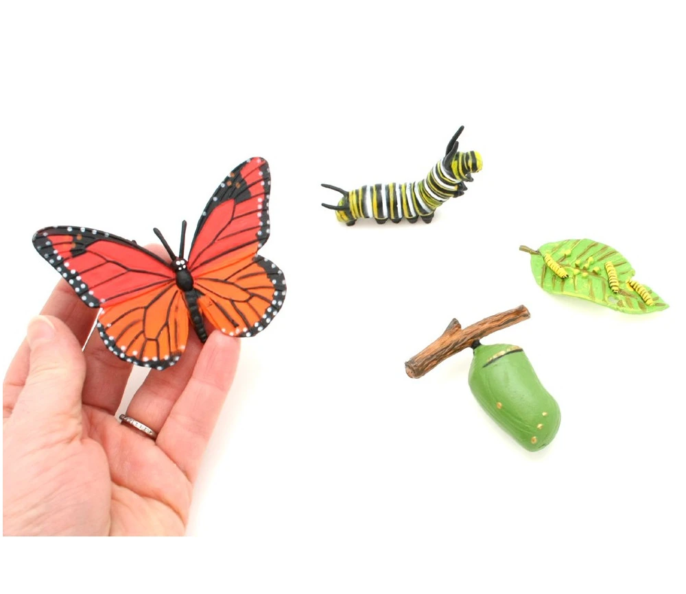 Cycle De La Vie D'un Papillon Monarque – Image 4