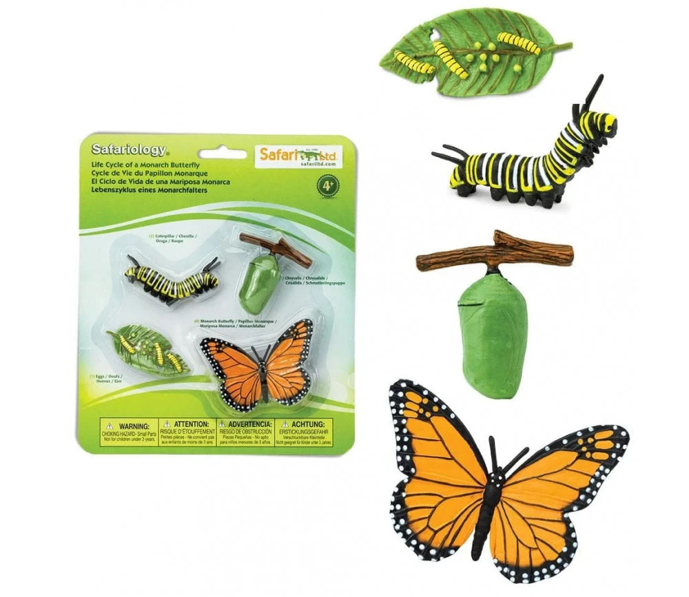 Cycle De La Vie D'un Papillon Monarque