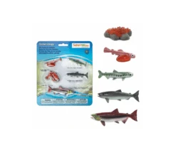 Cycle De La Vie D'un Saumon