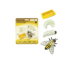 Cycle De La Vie D'une Abeille