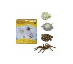 Cycle De La Vie D'une Araignée