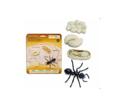 Cycle De La Vie D'une Fourmi