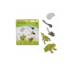 Cycle De La Vie De La Grenouille