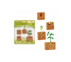 Cycle De La Vie D'une Graine De Haricot