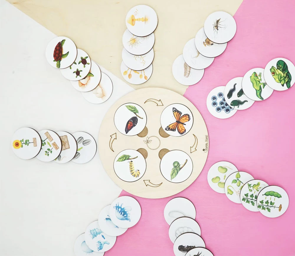 Jeu Découverte 9 Cycles De Vie Tout En Bois – Image 6