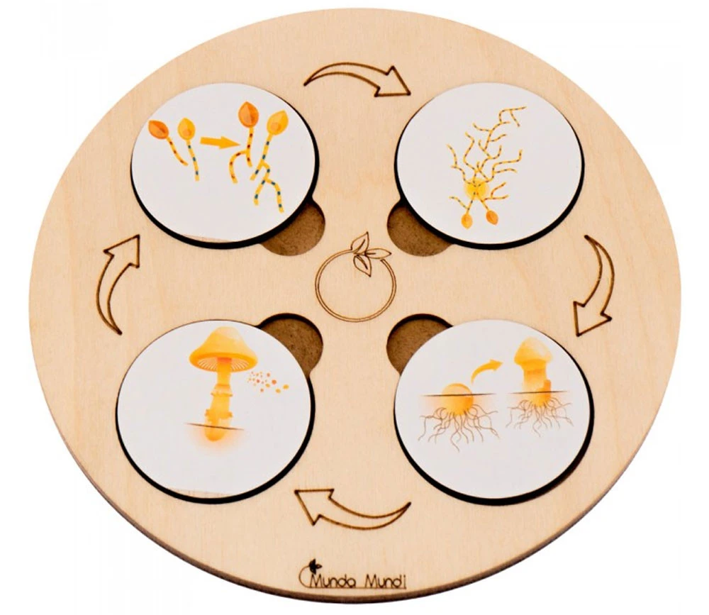 Jeu Découverte 9 Cycles De Vie Tout En Bois – Image 9